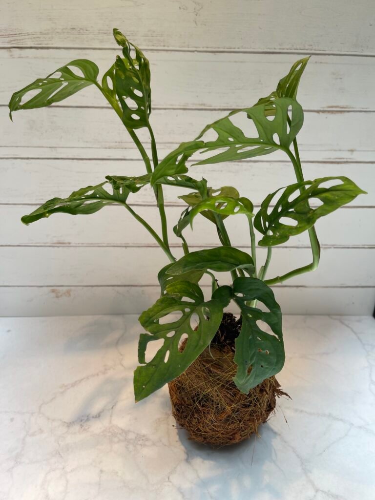 Kai · Monstera