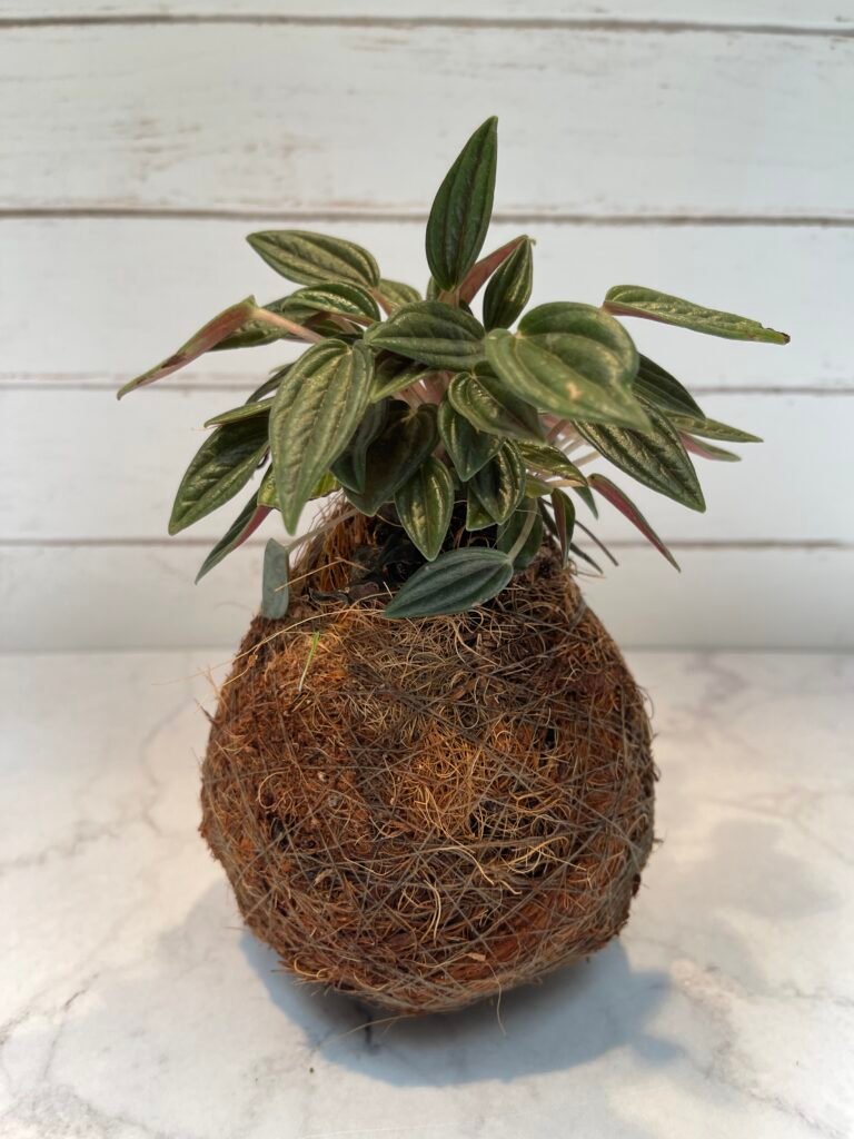 Rin · Peperomia Rosso